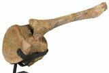 9.8" Hadrosaur (Edmontosaur) Caudal Vertebra - Montana - #129423-5